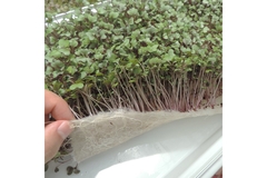 Image Close-up of fresh microgreens growing on a fiber mat, lifted by hand to show roots and substrate.